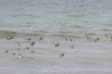 Kısa siyah gagalı, küçük, solgun, tombul bir çulluk. Aktif olarak deniz solucanı ve kabuklu deniz solucanı arıyor. Gelgit hattı boyunca koşuyor..