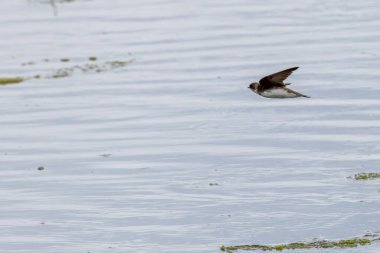 Kahverengi üst kısımları ve beyaz alt kısımlarında koyu kahverengi göğüs bandı bulunan en küçük Avrupalı hirundin, özellikle su üzerinde kanat üzerinde yakalanan küçük uçan böceklerle beslenen yüksek sosyal bir kuş, Dub 'daki bir nehir kıyısında çekilmiş bir fotoğraf.