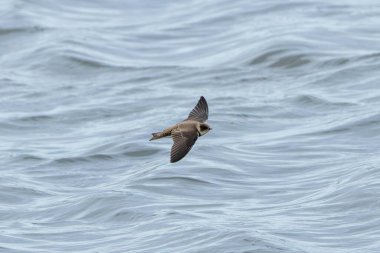 Kahverengi üst kısımları ve beyaz alt kısımlarında koyu kahverengi göğüs bandı bulunan en küçük Avrupalı hirundin, özellikle su üzerinde kanat üzerinde yakalanan küçük uçan böceklerle beslenen yüksek sosyal bir kuş, Dub 'daki bir nehir kıyısında çekilmiş bir fotoğraf.