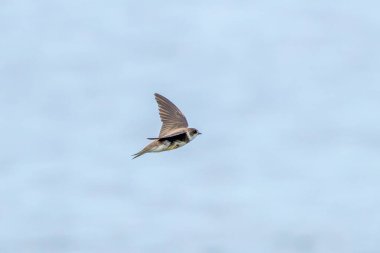 Kahverengi üst kısımları ve beyaz alt kısımlarında koyu kahverengi göğüs bandı bulunan en küçük Avrupalı hirundin, özellikle su üzerinde kanat üzerinde yakalanan küçük uçan böceklerle beslenen yüksek sosyal bir kuş, Dub 'daki bir nehir kıyısında çekilmiş bir fotoğraf.