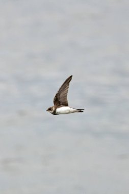 Kahverengi üst kısımları ve beyaz alt kısımlarında koyu kahverengi göğüs bandı bulunan en küçük Avrupalı hirundin, özellikle su üzerinde kanat üzerinde yakalanan küçük uçan böceklerle beslenen yüksek sosyal bir kuş, Dub 'daki bir nehir kıyısında çekilmiş bir fotoğraf.