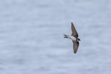 Kahverengi üst kısımları ve beyaz alt kısımlarında koyu kahverengi göğüs bandı bulunan en küçük Avrupalı hirundin, özellikle su üzerinde kanat üzerinde yakalanan küçük uçan böceklerle beslenen yüksek sosyal bir kuş, Dub 'daki bir nehir kıyısında çekilmiş bir fotoğraf.