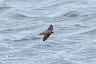 Kahverengi üst kısımları ve beyaz alt kısımlarında koyu kahverengi göğüs bandı bulunan en küçük Avrupalı hirundin, özellikle su üzerinde kanat üzerinde yakalanan küçük uçan böceklerle beslenen yüksek sosyal bir kuş, Dub 'daki bir nehir kıyısında çekilmiş bir fotoğraf.