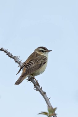 Küçük çizgili kahverengi ötleğen, belirgin soluk gözlü. İlk olarak böcekler ve omurgasızlarla beslenir ve sonbaharda da böğürtlen yer. Fotoğraf: Baldoyle Yarış Parkı, Dublin, İrlanda.