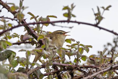 Küçük çizgili kahverengi ötleğen, belirgin soluk gözlü. İlk olarak böcekler ve omurgasızlarla beslenir ve sonbaharda da böğürtlen yer. Fotoğraf: Baldoyle Yarış Parkı, Dublin, İrlanda.