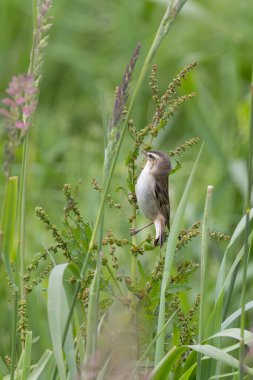 Küçük çizgili kahverengi ötleğen, belirgin soluk gözlü. İlk olarak böcekler ve omurgasızlarla beslenir ve sonbaharda da böğürtlen yer. Fotoğraf: Baldoyle Yarış Parkı, Dublin, İrlanda.