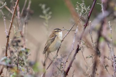 Küçük çizgili kahverengi ötleğen, belirgin soluk gözlü. İlk olarak böcekler ve omurgasızlarla beslenir ve sonbaharda da böğürtlen yer. Fotoğraf: Baldoyle Yarış Parkı, Dublin, İrlanda.