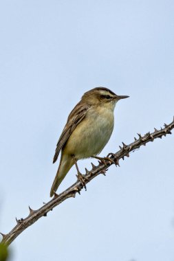 Küçük çizgili kahverengi ötleğen, belirgin soluk gözlü. İlk olarak böcekler ve omurgasızlarla beslenir ve sonbaharda da böğürtlen yer. Fotoğraf: Baldoyle Yarış Parkı, Dublin, İrlanda.
