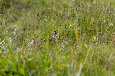 Küçük bir armalı küçük kahverengi çizgili kuş, havada asılı uçuşuyla ve güzel şarkısıyla tanınır. Öncelikle tohum ve böceklerle beslenir. Fotoğraf Boğa Adası, Dublin, İrlanda 'da çekildi.