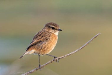 Soluk boğazlı ve çizgili kahverengi tüylü dişi taşkakan böceklerden besleniyor. Fotoğraf Kuzey Bull Adası, Dublin, İrlanda 'da çekildi..