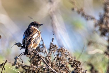 Siyah kafalı ve turuncu göğüslü bir erkek taşkakan böcek ve tohumlarla beslenir. Fotoğraf Kuzey Bull Adası, Dublin, İrlanda 'da çekildi.