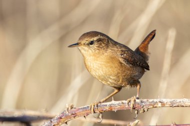 Kuyruklu küçük kahverengi kuş böcek ve örümcekleri yer. Fotoğraf Bull Island, Dublin 'de çekildi..
