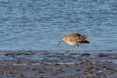 Uzun kavisli bir gagası olan büyük bir balıkçı teknesi, solucan ve kabuklu deniz hayvanı yiyor. Fotoğraf Kuzey Bull Adası, Dublin, İrlanda 'da çekildi.