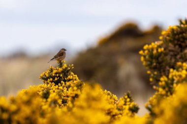 Tohum ve tomurcuklarla beslenen kahverengi tüylü kadın keteni Bull Island, Dublin, İrlanda 'da çekildi.