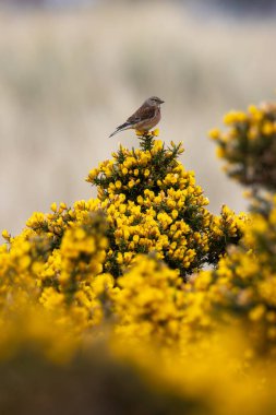 Tohum ve tomurcuklarla beslenen kahverengi tüylü kadın keteni Bull Island, Dublin, İrlanda 'da çekildi.