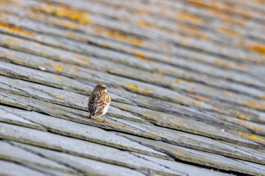 Tohum ve tomurcuklarla beslenen kahverengi tüylü kadın keteni Bull Island, Dublin, İrlanda 'da çekildi.