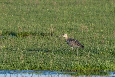 Kahverengi çizgili gagalı ve çizgili taç Boğa Adası, Dublin, İrlanda 'da çamur tabakalarında yengeç ve solucan yer..