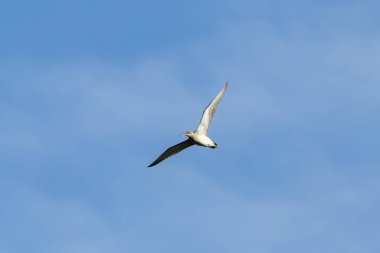 Kahverengi çizgili gagalı ve çizgili taç Boğa Adası, Dublin, İrlanda 'da çamur tabakalarında yengeç ve solucan yer..