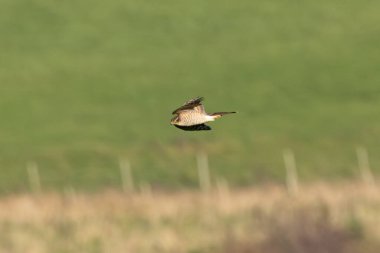 Parmaklıklı alt parçaları ve sarı gözlü dişi atmaca Boğa Adası, Dublin, İrlanda 'da küçük kuşları avlar..