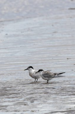 Siyah başlıklı beyaz deniz kuşu ve sarı uçlu gagası küçük balıklarla besleniyor. Fotoğraf: Bull Island, Dublin.