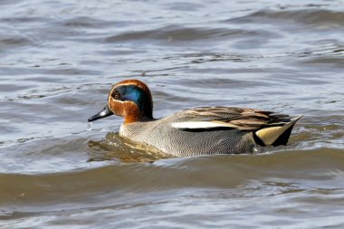 Kestane kafalı ve yeşil göz bantlı erkek ördek, tohumlar ve omurgasızlarla besleniyor. Fotoğraf Kuzey Bull Adası, Dublin, İrlanda 'da çekildi..
