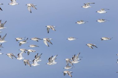 Tıknaz sahil kuşu, İrlanda, Dublin 'deki Bull Adası' nda çekilen yumuşakça ve kabukluların fotoğrafını yiyor.