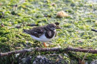 Turuncu bacaklı Ruddy turnstone kabukluları ve böcekleri yiyor, Boğa Adası, Dublin, İrlanda 'da fotoğraf