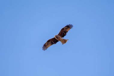Orta büyüklükte bir yırtıcı hayvan leşi arıyor. Donana Ulusal Parkı, İspanya 'da çekilmiş bir fotoğraf.