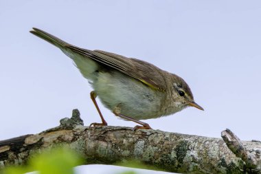 Böceklerle beslenen küçük zeytin yeşili kuş, Ulusal Botanik Bahçelerinde çekilmiş fotoğraf, Dublin, İrlanda