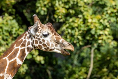Benekli kürkü ve uzun boynu olan uzun bir memeli. Akasya yapraklarıyla besleniyor ve filizleniyor. Fotoğraf: Serengeti Milli Parkı, Tanzanya, Doğu Afrika.