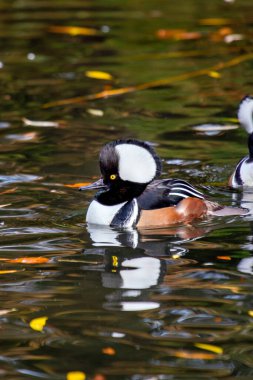 Erkeğin büyük beyaz bir arması ve kestane rengi bacakları vardır. Balık ve böcek yiyor. Fotoğraf: Stanley Park, BC.