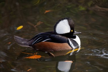 Erkeğin büyük beyaz bir arması ve kestane rengi bacakları vardır. Balık ve böcek yiyor. Fotoğraf: Stanley Park, BC.