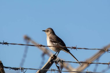 İnce gri ötücü kuş böğürtlen ve böcek yer. Fotoğraf Central Park, New York 'ta çekildi. Şehir seslerini ve diğer kuş seslerini taklit etmesiyle bilinir..