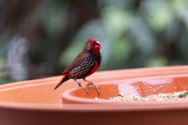 Kırmızı yüzlü ve beyaz benekli küçük ispinoz çim tohumu yer, Alice Springs, NT 'de fotoğraf çekilir.