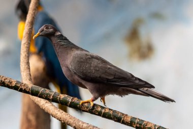 Beyaz benekli ve kırmızı göz bantlı paslı güvercin tohum ve tahıl yiyor. Fotoğraf Awash Ulusal Parkı 'nda, Etiyopya' da, Doğu Afrika 'da çekildi.