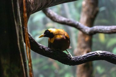 Kırmızı tüyleri ve tirbuşonlu kuyruk telleri olan bir erkek incir ve böcek yer. Fotoğraf Raja Ampat 'ta çekildi..