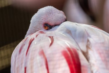 Siyah gagalı pembe kuş mikroskobik yosunlarla besleniyor. Fotoğraf Kenya Nakuru Gölü 'nde çekildi..
