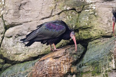 Kel kırmızı yüzlü ve koyu tüylü, tehlike altındaki bir kuş. Böcek ve kertenkele yiyor. Fotoğraf Souss-Massa Ulusal Parkı, Fas 'ta çekildi..