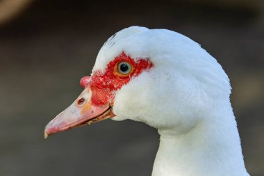 Siyah tüylü büyük ördek ve kırmızı etli gıdıklama. Bitkileri, küçük balıkları ve böcekleri yer. Fotoğraf Florida 'daki Everglades Ulusal Parkı' nda çekildi..