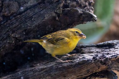 Turuncu kafalı ve kestane boynuzlu parlak sarı erkek dokumacı tohum ve böcek yer. Fotoğraf Kenya 'daki Amboseli Milli Parkı' nda çekildi.