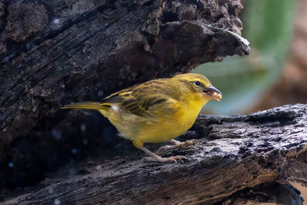 Turuncu kafalı ve kestane boynuzlu parlak sarı erkek dokumacı tohum ve böcek yer. Fotoğraf Kenya 'daki Amboseli Milli Parkı' nda çekildi.