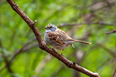 Kahverengi ve gri serçe, beyaz boğazlı ve sarı gözlü. Tohum ve böcek yiyor. Fotoğraf Shenandoah Ulusal Parkı, Virginia, ABD 'de çekildi..