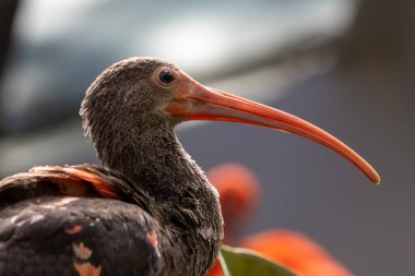 Siyah kanatlı canlı kırmızı dalgıç kuşu, karides ve yengeç yer, Caroni Bataklığı 'nda fotoğraf, Trinidad