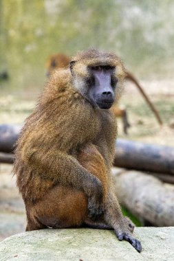 Kenya 'daki Nakuru Gölü Milli Parkı' nda çekilen çim fotoğrafında yeşil kürklü büyük erkek zeytin babunu.