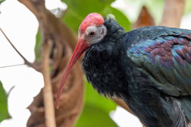 Yanardöner siyah tüylü büyük bir kuş ve Güney Afrika, Drakensberg 'de kayalık bir tepede çekilen bir fotoğrafı arayan kızıl kel bir kafa.