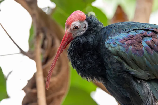 Yanardöner siyah tüylü büyük bir kuş ve Güney Afrika, Drakensberg 'de kayalık bir tepede çekilen bir fotoğrafı arayan kızıl kel bir kafa.