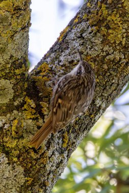Kısa parmaklı ağaç yetiştiricisi, Portekiz, Lizbon 'da Jardim Gulbenkian' da bir ağaç gövdesinde böcek ve örümcekleri avlıyor.