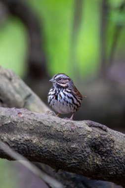 Şarkı serçesi çizgili kahverengi göğsü ve merkez noktası Central Park, New York 'ta tohum ve böcek yiyor.