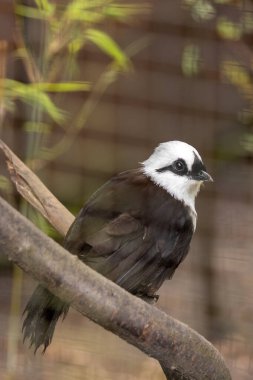 Beyaz armalı ve siyah maskeli Vocal kahverengi kuş böcek ve meyvelerle beslenir. Fotoğraf: Bukit Batok Doğa Parkı, Singapur.
