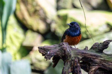 Kestane göbekli parlak siyah erkek şama böcek ve böğürtlen yer. Fotoğraf Tayland 'daki Khao Yai Ulusal Parkı' nda çekildi..